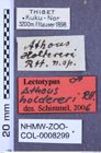 Etikette zu Athousius holdereri (Reitter, 1900) (NHMW-ZOO-COL-0008299)
